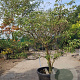 Cornus kousa 125-150 cm container meerstammig