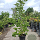 Cornus kousa 200-250 cm container geveerd