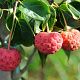 Cornus kousa 200-250 cm container meerstammig