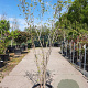 Cornus kousa 200-250 cm container meerstammig