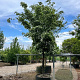 Cornus kousa 450-500 cm container