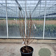 Cornus k. 'China Girl' 150-175 cm container meerstammig