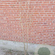 Cornus kousa chinensis 175-200 cm container meerstammig