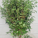 Cornus kousa chinensis 175-200 cm container meerstammig