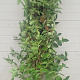 Cornus kousa chinensis 175-200 cm container meerstammig