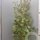 Cornus kousa chinensis 200-250 cm container meerstammig extra
