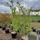 Cornus kousa chinensis 200-250 cm container meerstammig extra