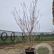 Cornus k. 'Milky Way' 175-200 cm container meerstammig paraplu