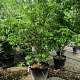 Cornus k. 'Milky Way' 250-300 cm container Multistam
