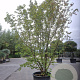 Cornus mas 350-400 cm container meerstammig