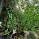 Cornus mas 350-400 cm container meerstammig