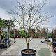 Cornus nuttallii 250-300 cm container Multistam