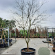 Cornus nuttallii 250-300 cm container Multistam
