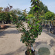 Elaeagnus ebbingei 80-100 cm 3,0L