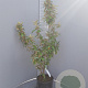 Elaeagnus ebbingei 80-100 cm 3,0L
