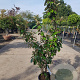 Elaeagnus ebbingei 80-100 cm 3,0L