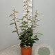 Elaeagnus ebbingei 80-100 cm 3,0L