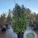Elaeagnus ebbingei 175-200 cm 50L