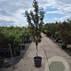 Elaeagnus ebbingei 200-250 cm container geveerd