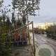 Elaeagnus ebbingei 180 cm stam container 16-18