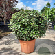 Elaeagnus ebb. 'Compacta' 100-120 cm container meerstammig