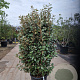 Elaeagnus ebb. 'Compacta' 125-150 cm 30L