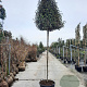 Elaeagnus ebb. 'Compacta' 200 cm stam container 8-10