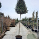 Elaeagnus ebb. 'Compacta' 200 cm stam container 8-10