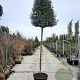 Elaeagnus ebb. 'Compacta' 200 cm stam container 10-12 lei 150x120