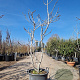Ficus carica 175-200 cm container spil