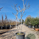 Ficus carica 175-200 cm container spil