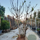 Ficus carica 250-300 cm container meerstammig solitair