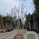 Ficus carica 250-300 cm container meerstammig solitair