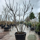 Ficus carica 250-300 cm container meerstammig solitair