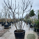 Ficus carica 250-300 cm container meerstammig solitair