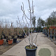 Ficus carica 200-250 cm container solitair 2-3 tak