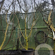 Ficus carica 300-350 cm container meerstammig