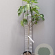 Ficus carica 50 cm stam 3,0L