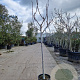 Ficus carica 100 cm stam container 10-12HO