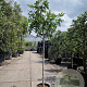Ficus carica 100 cm stam container 10-12HO