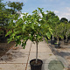 Ficus carica 100 cm stam container 10-12HO