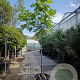 Ficus carica 180 cm stam container 8-10