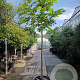Ficus carica 180 cm stam container 10-12 hoge lei