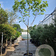Ficus carica 180 cm stam container 14-16