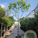 Ficus carica 180 cm stam container 14-16