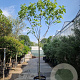 Ficus carica 180 cm stam container 14-16