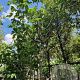Ficus carica 200 cm stam container 18-20 leiboom