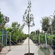 Ficus carica 200 cm stam container 18-20 leiboom