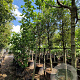 Ficus carica 200 cm stam container 18-20 leiboom