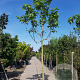 Ficus carica 200 cm stam container 18-20 leiboom